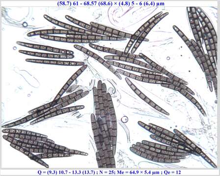 صورة Geoglossum brunneipes Arauzo, A. Lebre & Becerra 2014