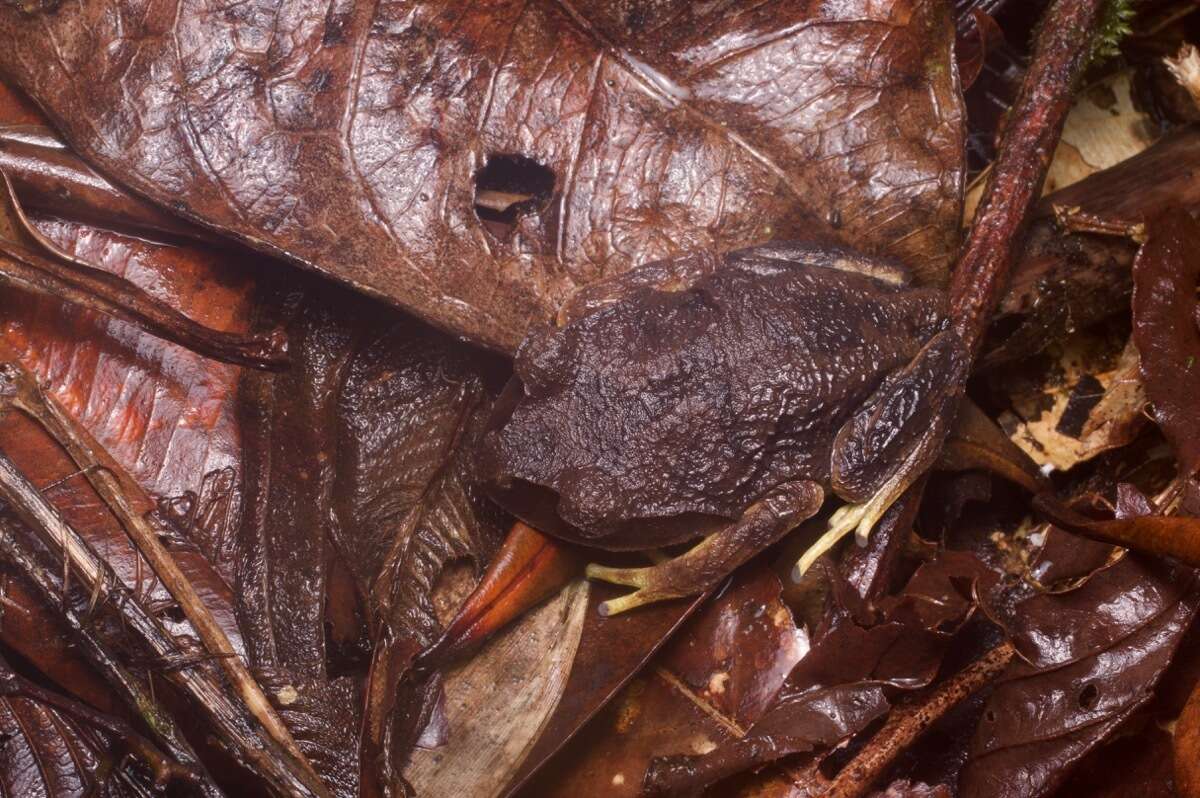 Image of Montane Litter Frog