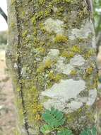 Image of Bumpy rim-lichen;   Rim lichen