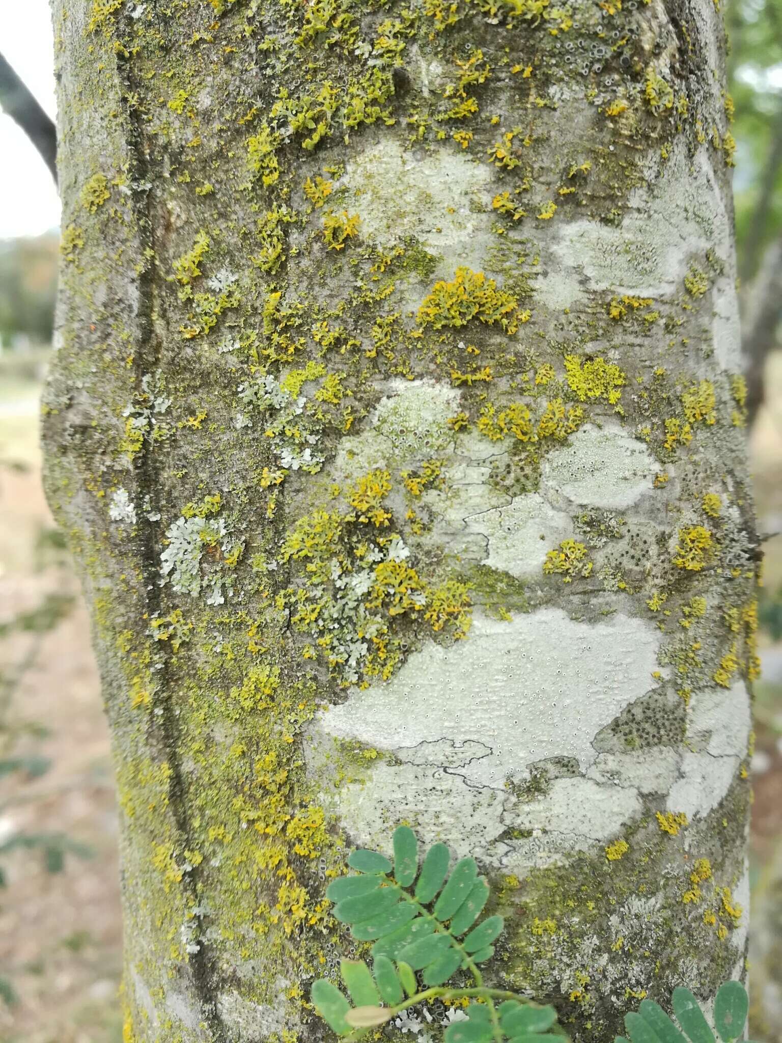 Image de Lecanora hybocarpa (Tuck.) Brodo