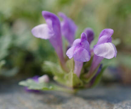 Image de Scutellaria grandiflora Sims