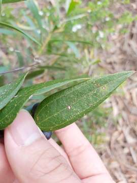 Image of Smilax glyciphylla Sm.