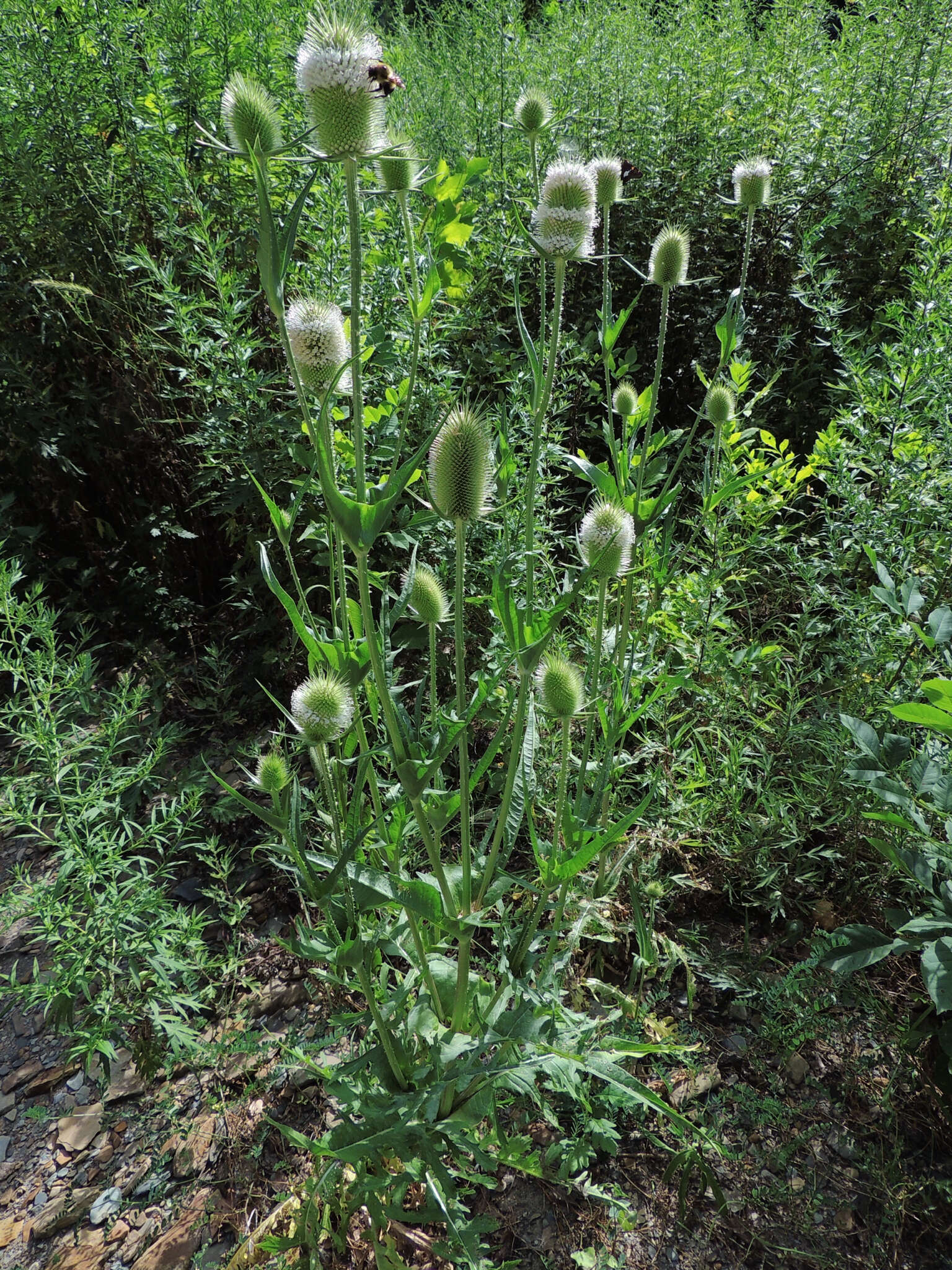 Image of cutleaf teasel