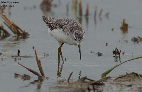 Image of Marsh Sandpiper