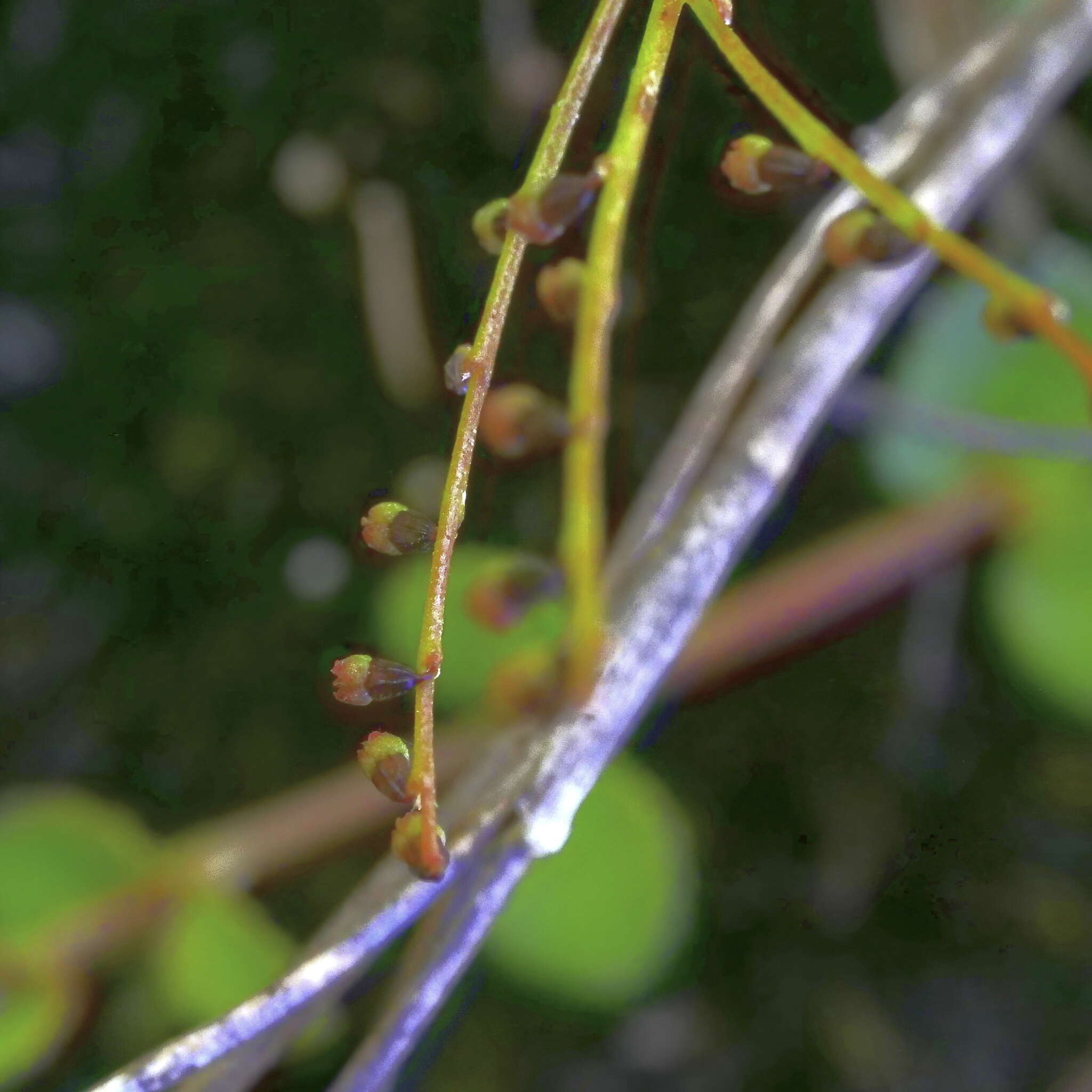 Image of Gonocarpus micranthus subsp. micranthus