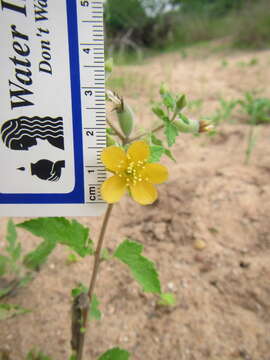 Image of Texas blazingstar