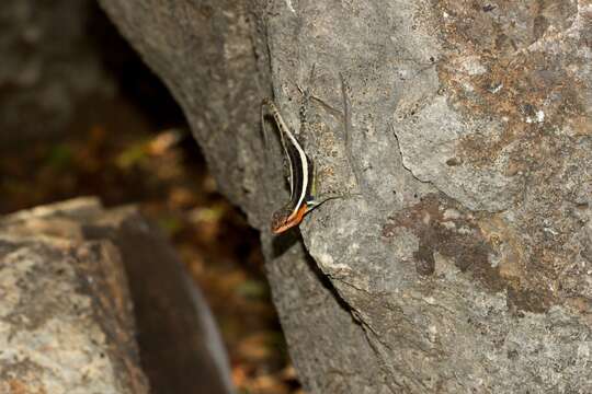 Image of Smith's Rosebelly Lizard