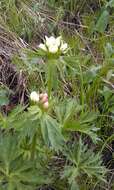 صورة Anemonastrum narcissiflorum subsp. fasciculatum (L.) Raus