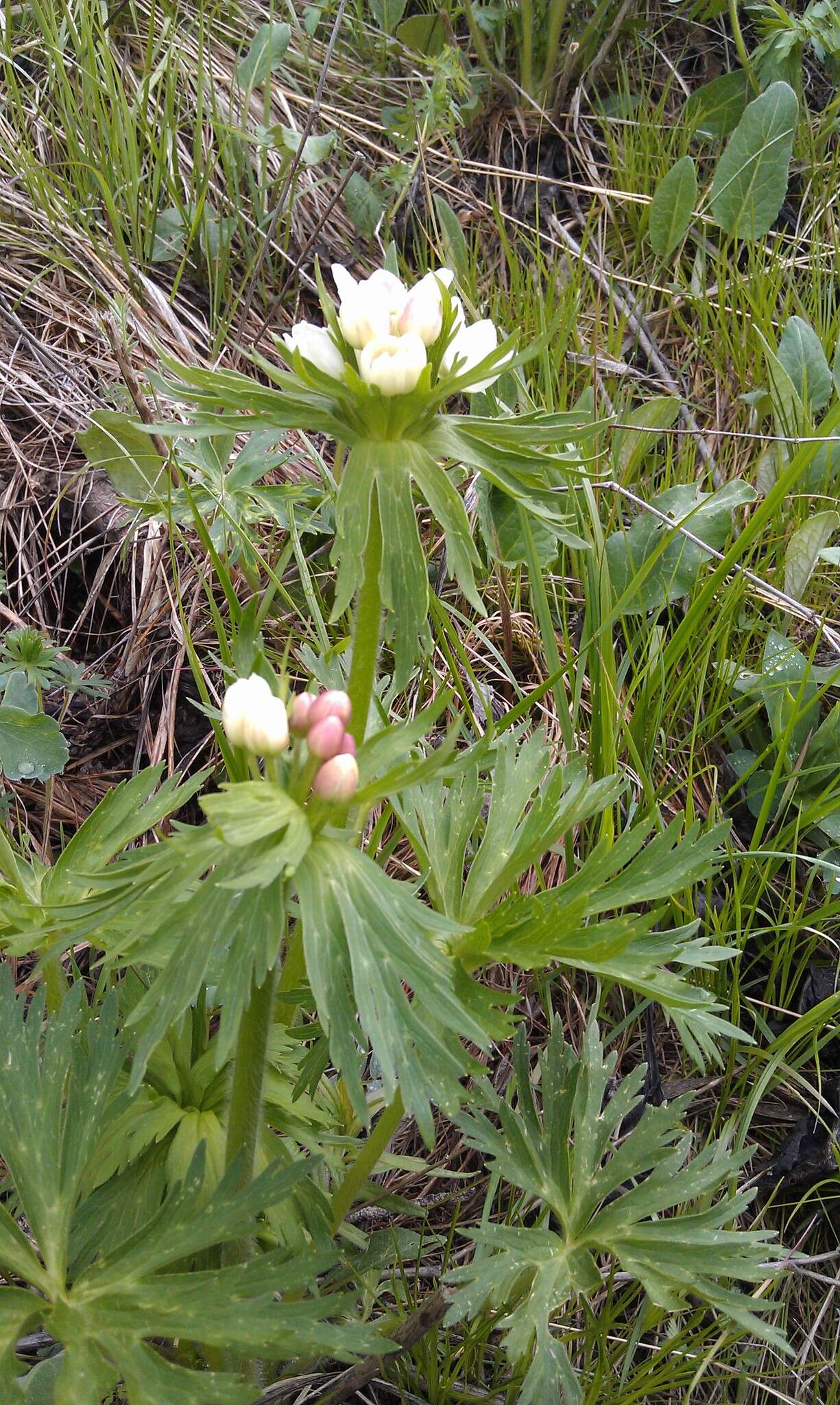 Imagem de Anemonastrum narcissiflorum subsp. fasciculatum (L.) Raus