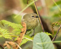 Image of Grey Warbler-Finch