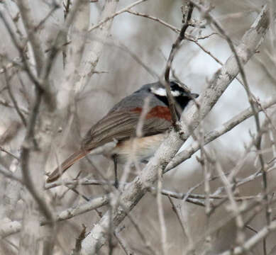 Image of Red-tailed Vangas