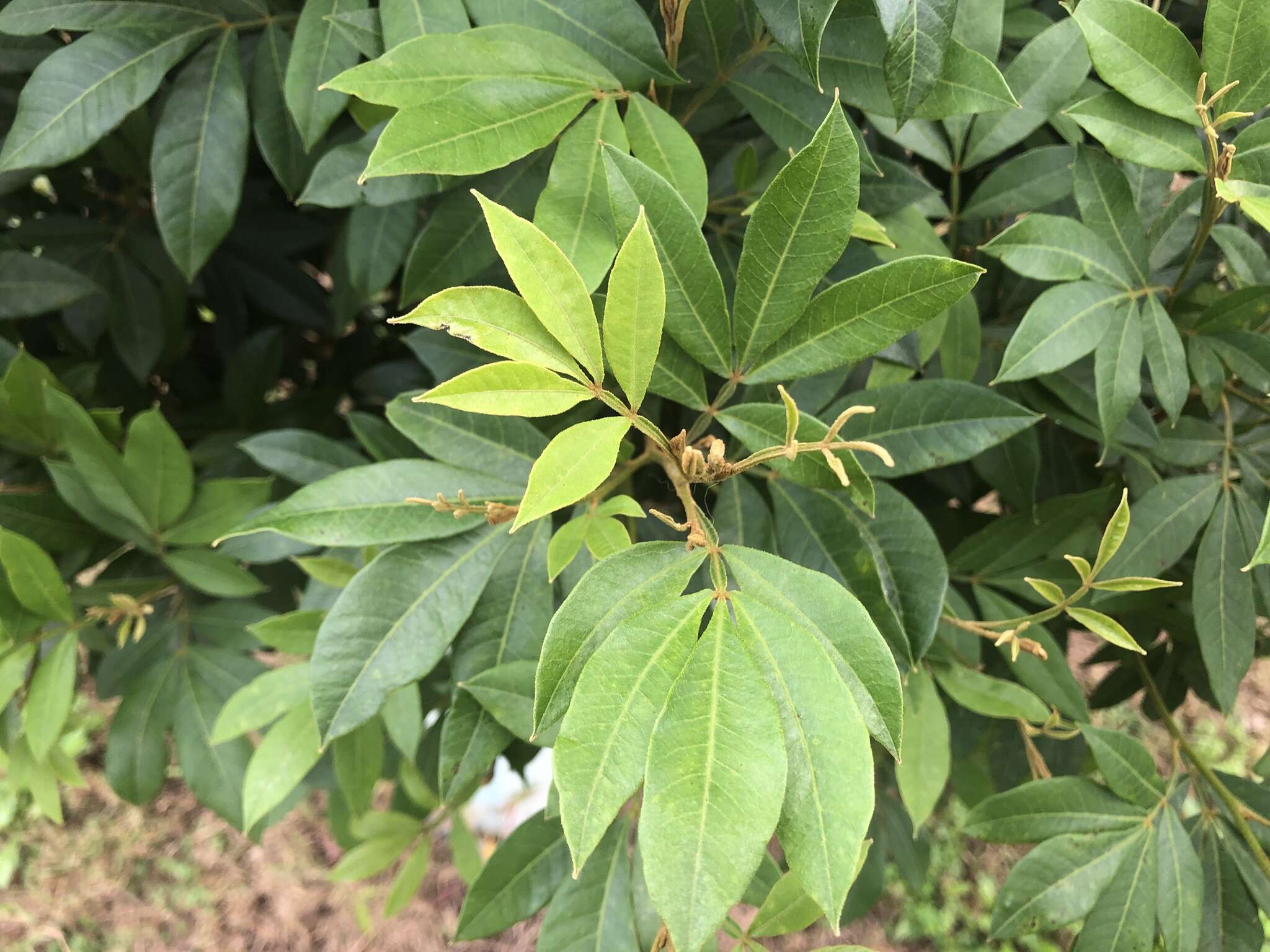 Image of Cossinia australiana S. T. Reynolds