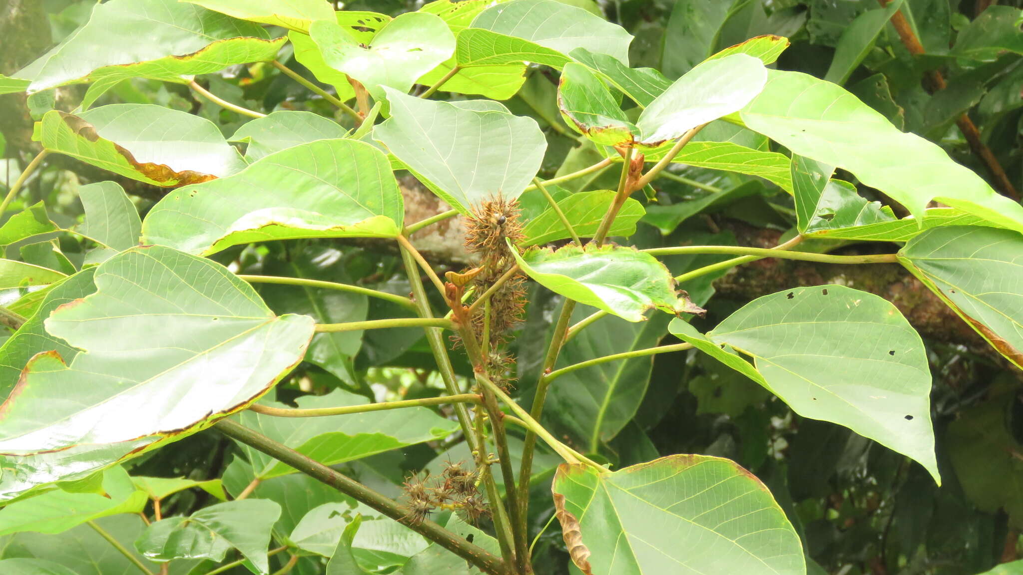 Image of Mallotus japonicus (L. fil.) Müll. Arg.