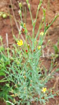 Image of Hypericum silenoides Juss.