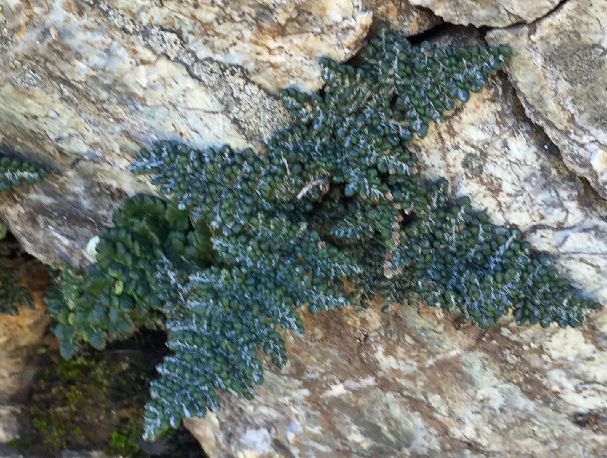 Image of Coville's lipfern