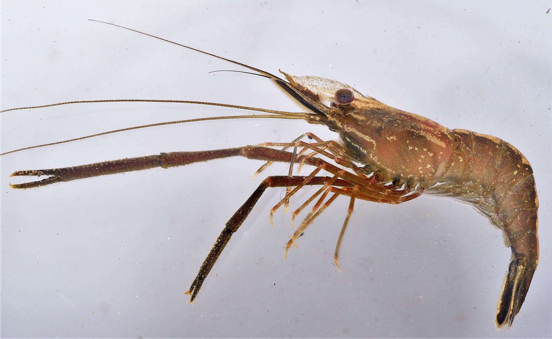 Image of Congo river prawn