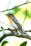 Image of Mugimaki Flycatcher