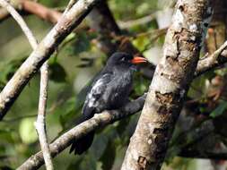 Image of Black Nunbird