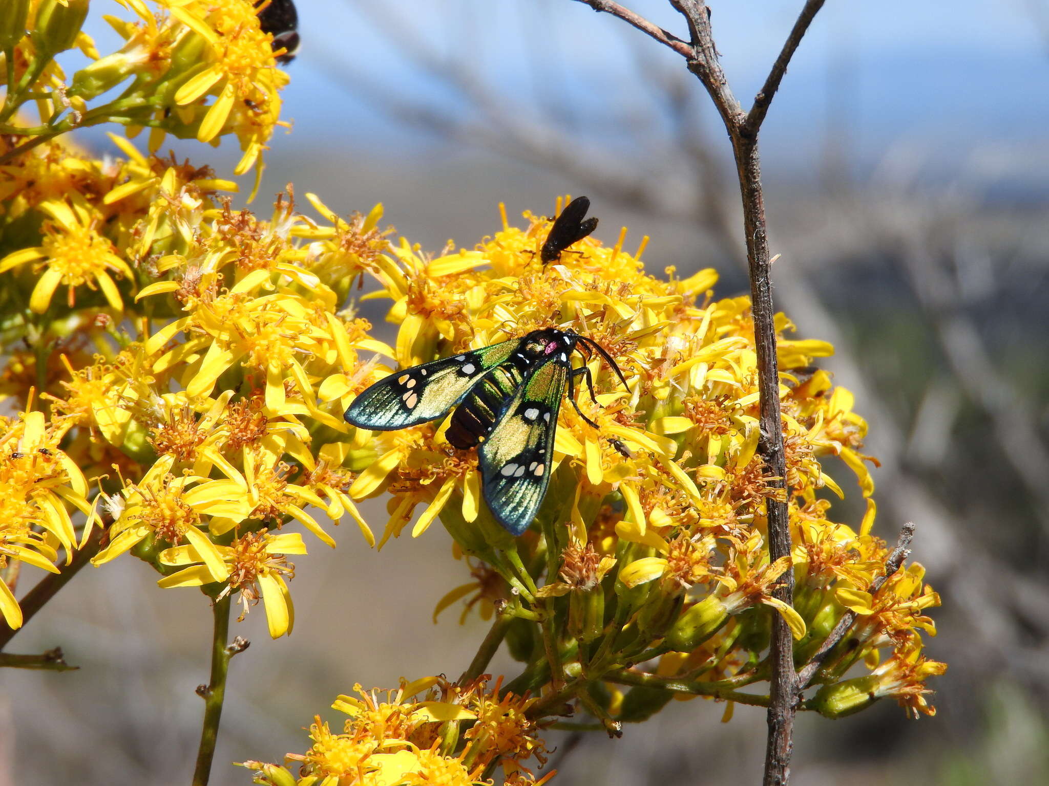 Image of Princely tiger moth