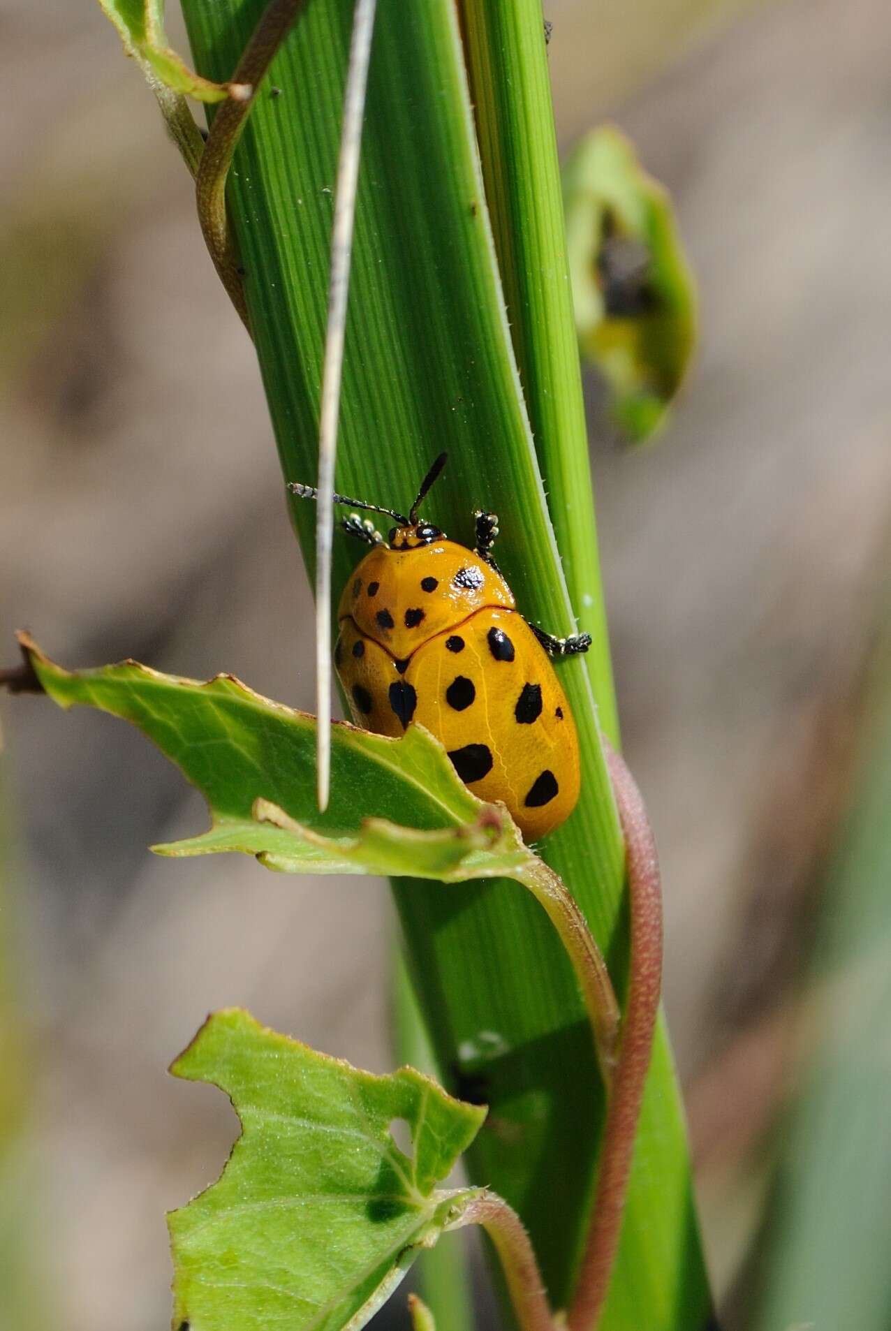 Image of Argus Tortoise Beetle