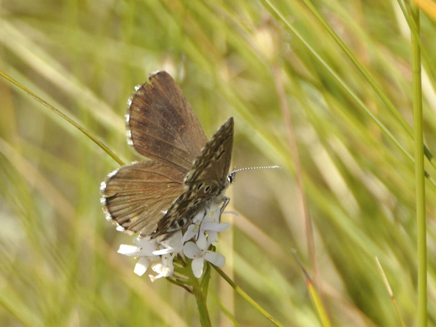 Image of Lepidochrysops robertsoni Cottrell 1965