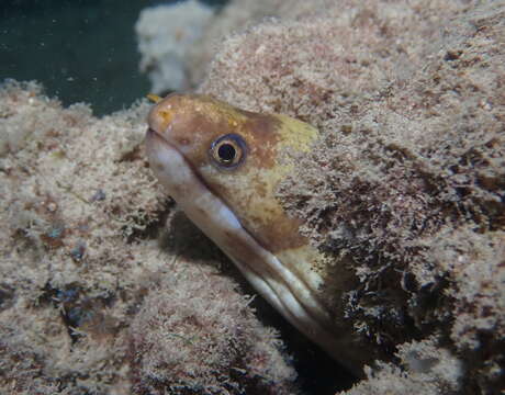 Image of Barred moray