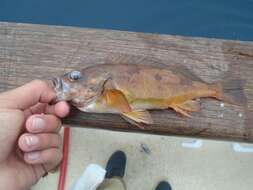 Image of Squarespot rockfish