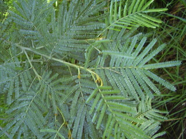 Image of black wattle