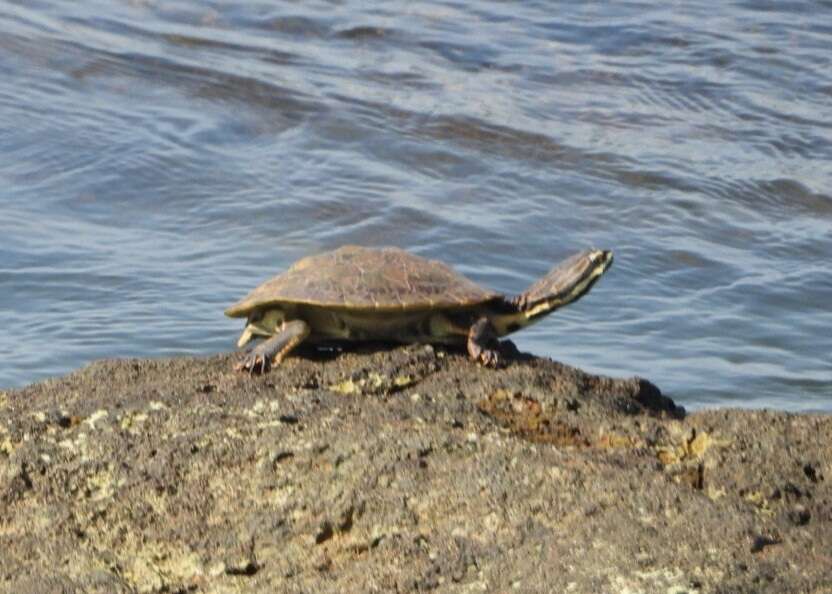 Image of William’s South-American Side-necked Turtle