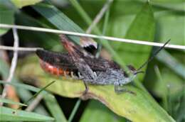 Plancia ëd Chorthippus (Glyptobothrus) mollis subsp. ignifer Ramme 1923