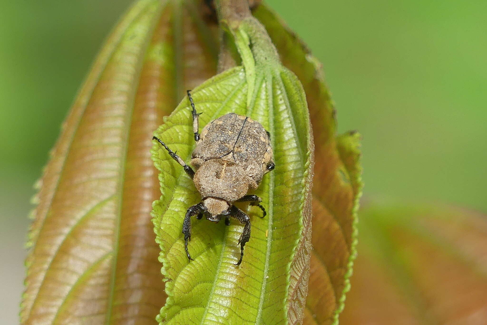 Image of Goliathopsis ferreroi Antoine 1991