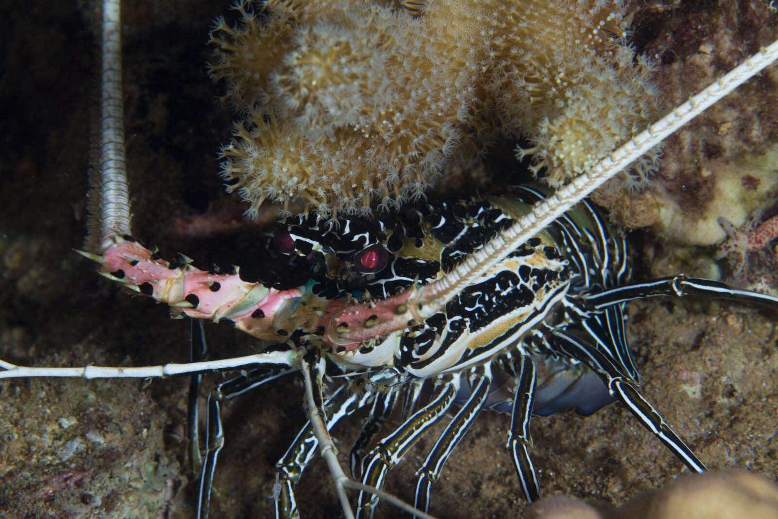 Image of Painted Spiny Lobster