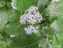 Imagem de Hydrangea hirta (Thunb.) Siebold