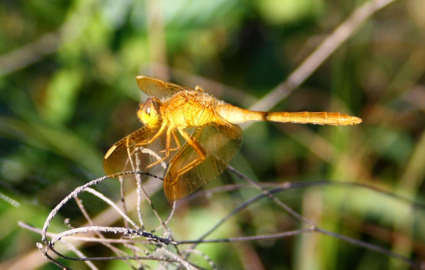 Image de Sympetrum uniforme (Selys 1883)