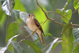 Image of Brown-breasted Flycatcher