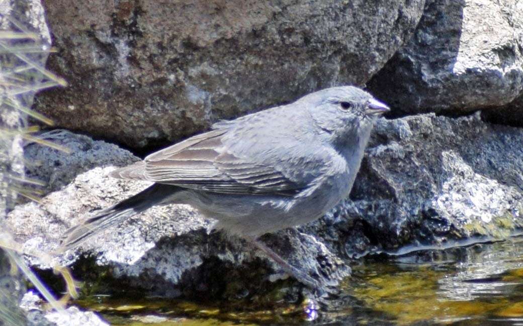 Image of White-throated Sierra Finch