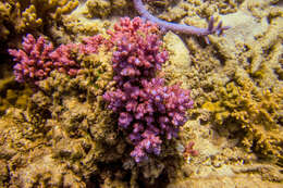 Image of Thick corymbose bush coral