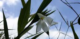 Image of Cipura campanulata Ravenna