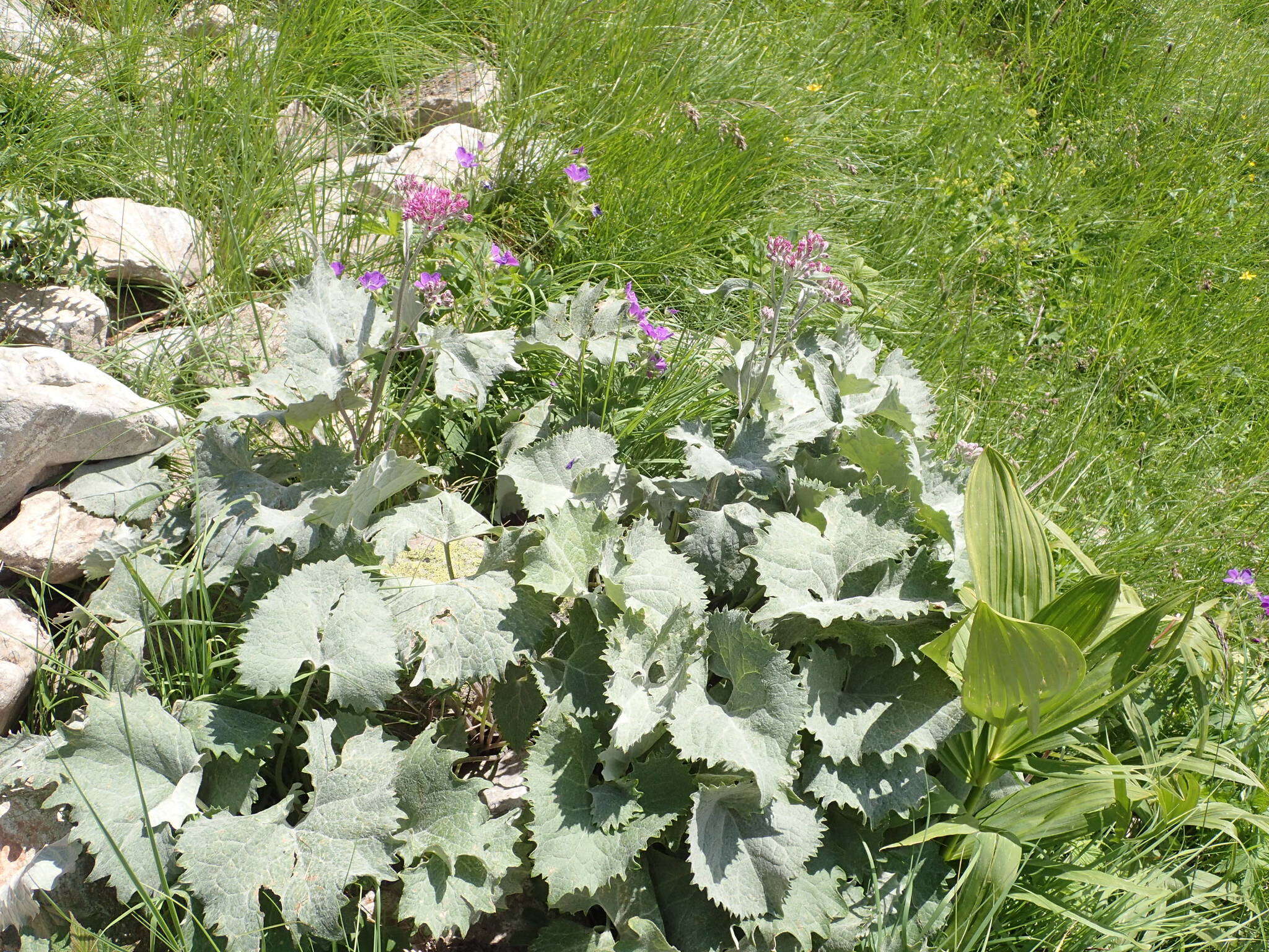 Image of Adenostyles leucophylla (Willd.) Rchb.