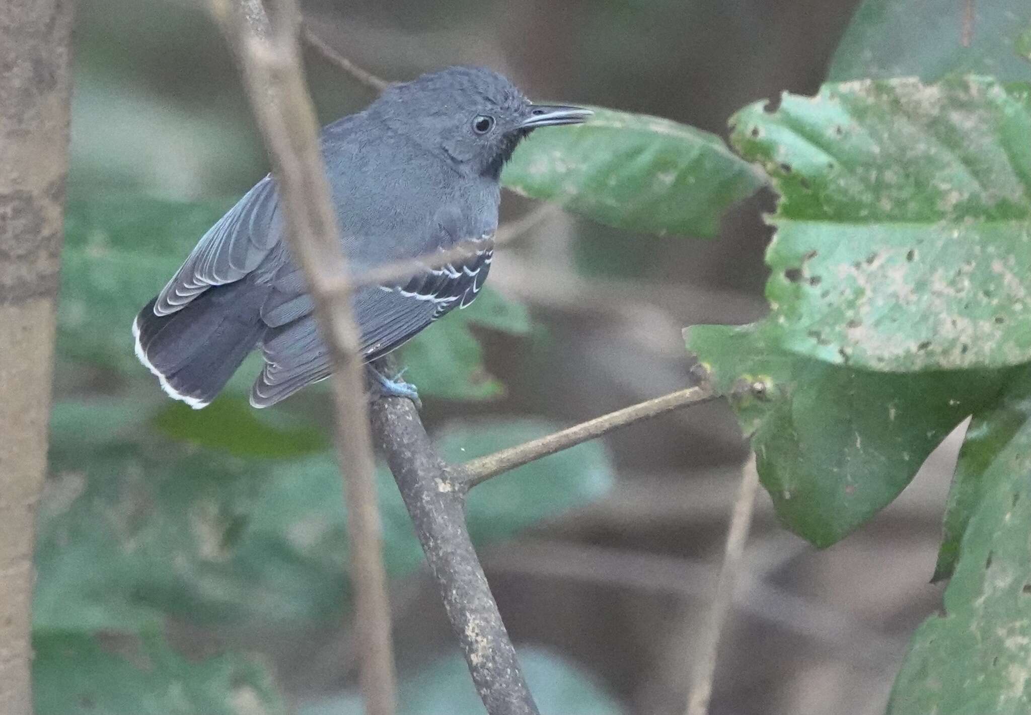 Image of Black-chined antbird