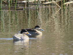 صورة Spatula versicolor (Vieillot 1816)