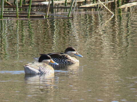 Image of Silver Teal