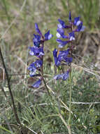 Image of Sainfoin vetch