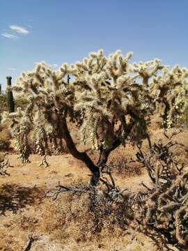 Image of jumping cholla