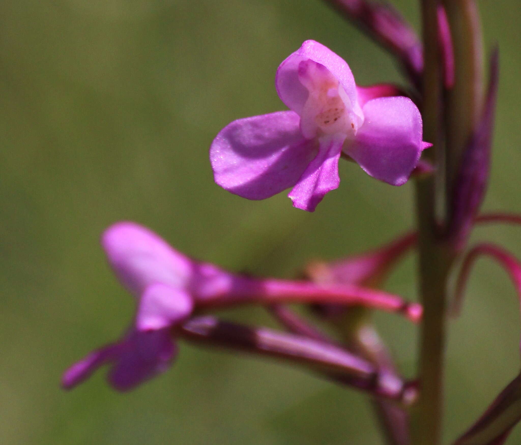 صورة Disa oreophila subsp. erecta H. P. Linder