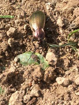 Image of Necklace Ground Beetle