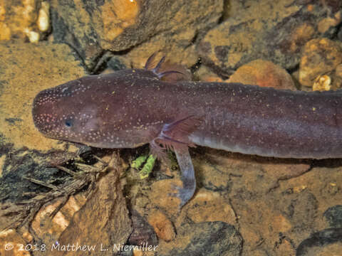 Image of Berry Cave Salamander