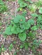 Image of great Indian plantain