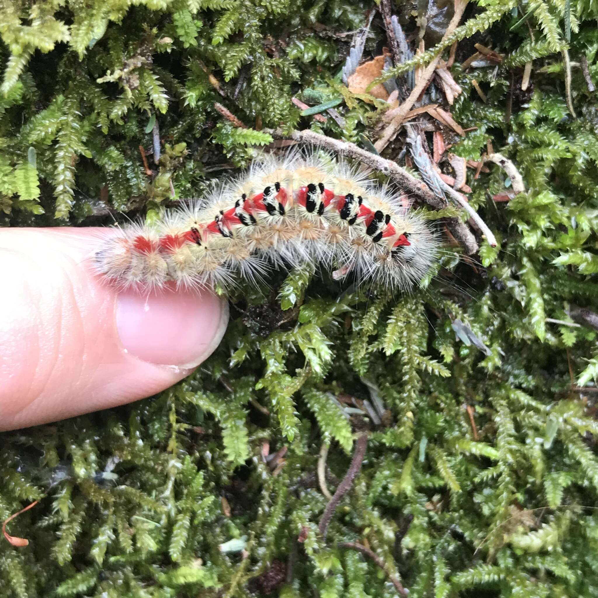 Trichiocercus sparshalli Curtis resmi