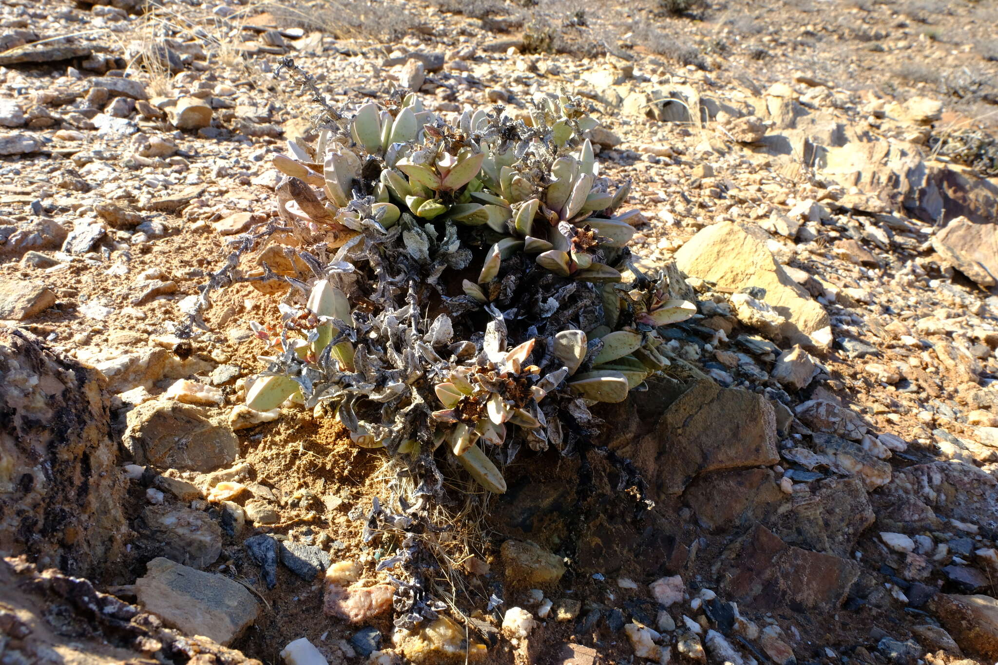 Image of Hartmanthus pergamentaceus (L. Bol.) S. A. Hammer